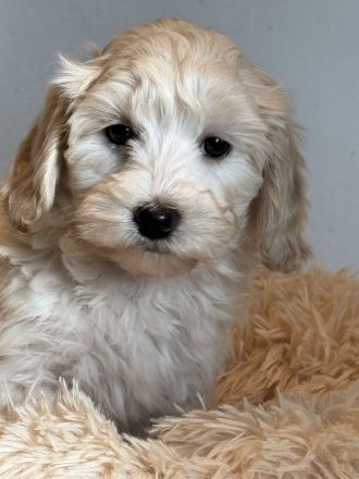 Kleine Doodle Welpen in mehrere farben auch für Allergiker !