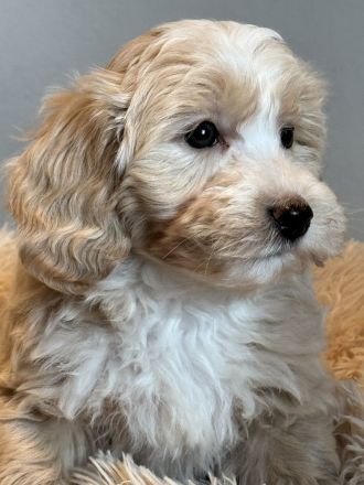 Kleine Doodle Welpen in mehrere farben auch für Allergiker !