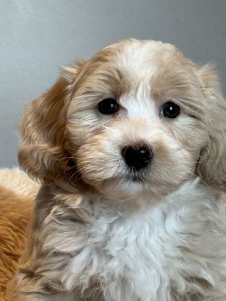 Kleine Doodle Welpen in mehrere farben auch für Allergiker !