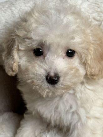 Kleine Doodle Welpen in mehrere farben auch für Allergiker !