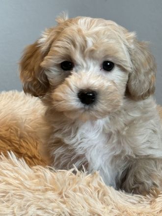 Kleine Doodle Welpen in mehrere farben auch für Allergiker !