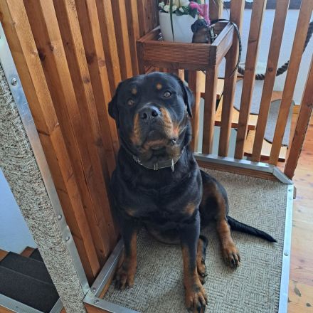 Rottweiler