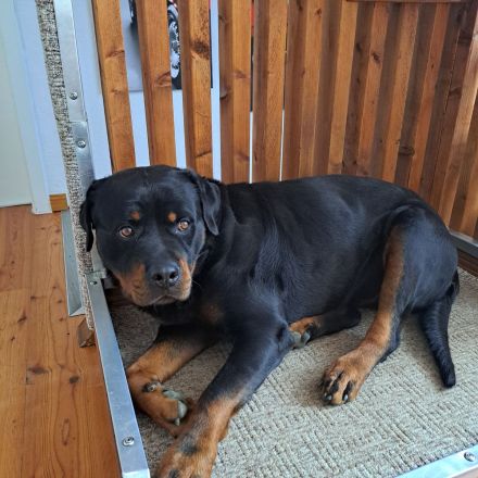 Rottweiler