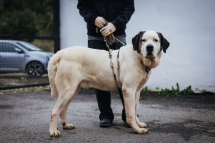 Keano - großer Schmuser sucht ein warmes Zuhause