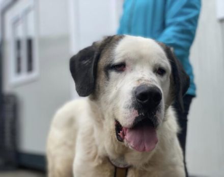 Keano - großer Schmuser sucht ein warmes Zuhause