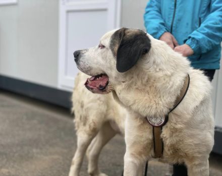 Keano - großer Schmuser sucht ein warmes Zuhause