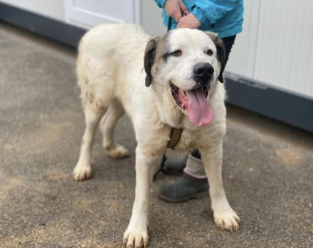 Keano - großer Schmuser sucht ein warmes Zuhause