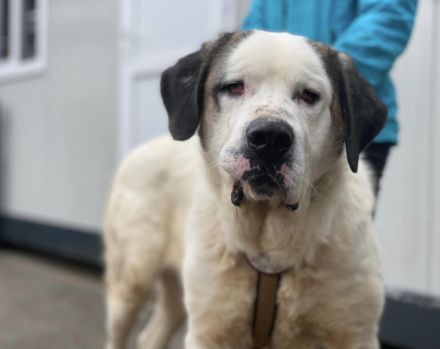 Keano - großer Schmuser sucht ein warmes Zuhause