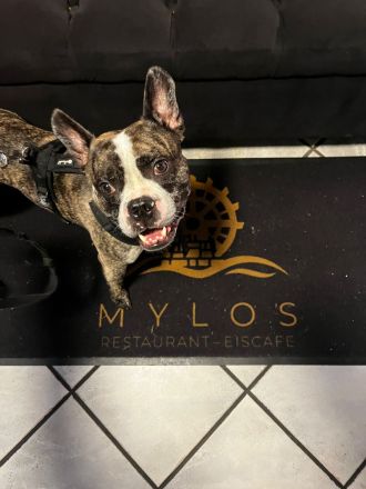 Langschnauziger französischer Bulldoggen Rüde für Erfahrene