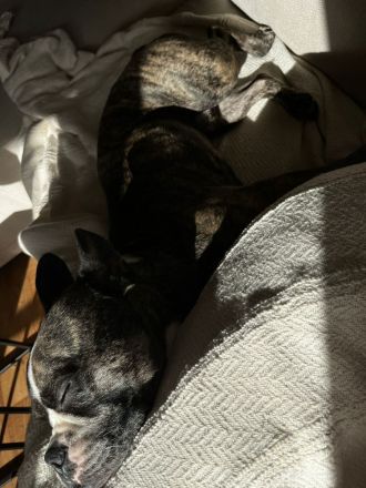 Langschnauziger französischer Bulldoggen Rüde für Erfahrene