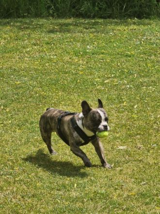 Langschnauziger französischer Bulldoggen Rüde für Erfahrene