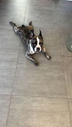 Langschnauziger französischer Bulldoggen Rüde für Erfahrene