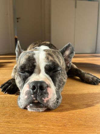 Langschnauziger französischer Bulldoggen Rüde für Erfahrene