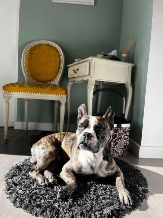 Langschnauziger französischer Bulldoggen Rüde für Erfahrene