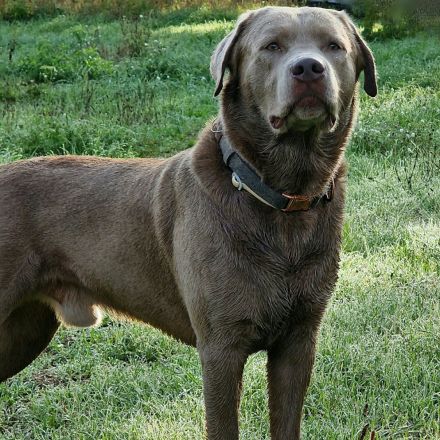 Silber Labrador Deckrüde Reinrassig mit Ahnentafel