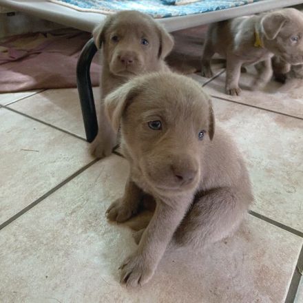 Silber Labrador Deckrüde Reinrassig mit Ahnentafel