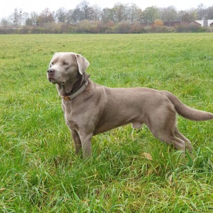 Silber Labrador Deckrüde Reinrassig mit Ahnentafel