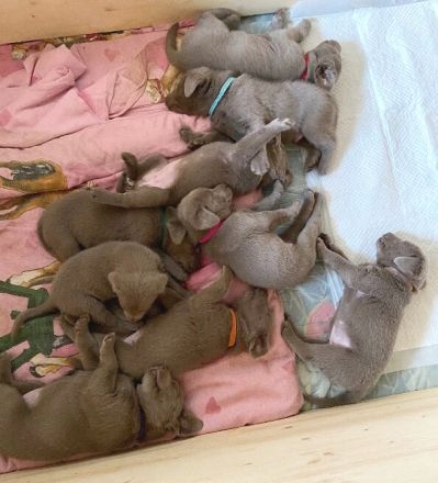 Silber Labrador Deckrüde Reinrassig mit Ahnentafel