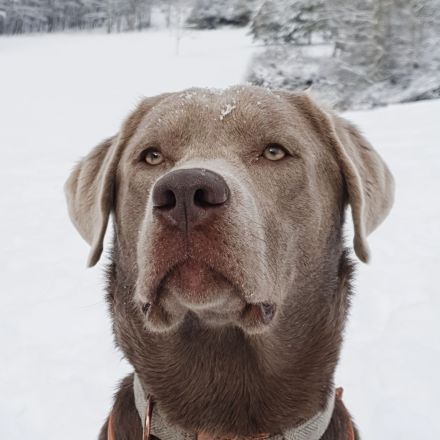 Silber Labrador Deckrüde Reinrassig mit Ahnentafel