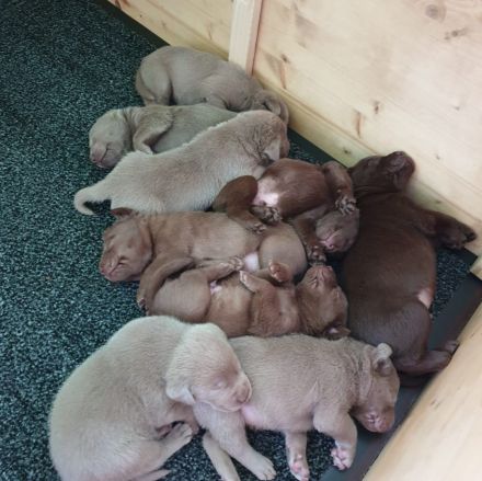 Silber Labrador Deckrüde Reinrassig mit Ahnentafel