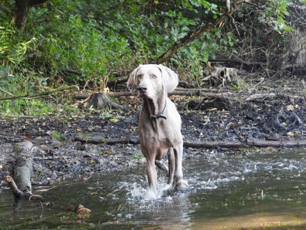 Kornelius Cooper vom Pfauenhof