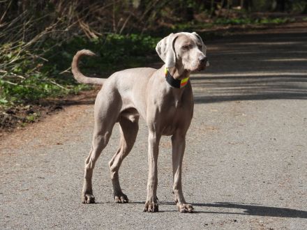 Kornelius Cooper vom Pfauenhof