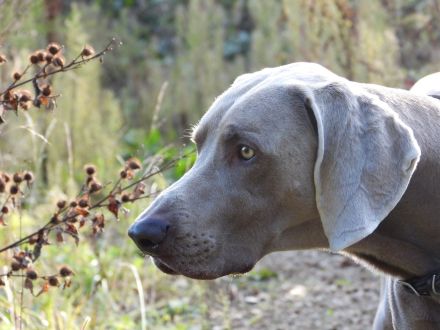 Kornelius Cooper vom Pfauenhof