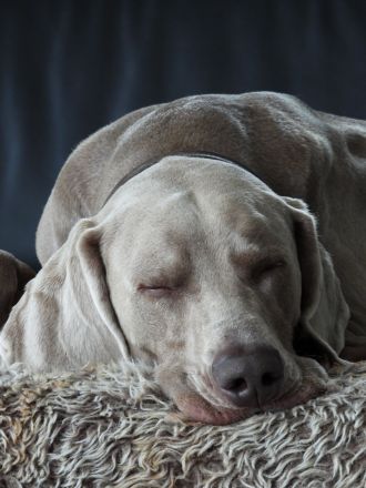 Kornelius Cooper vom Pfauenhof