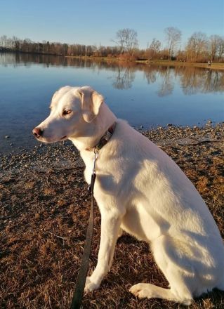 Whity sucht erfahrene Hundemenschen
