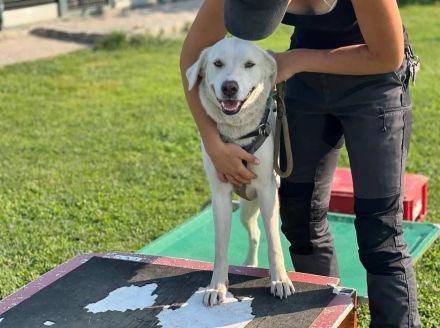 Whity sucht erfahrene Hundemenschen