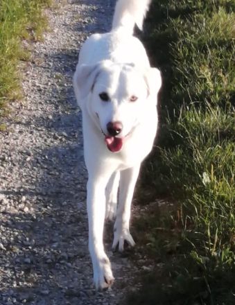 Whity sucht erfahrene Hundemenschen