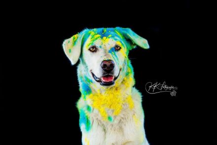 Whity sucht erfahrene Hundemenschen