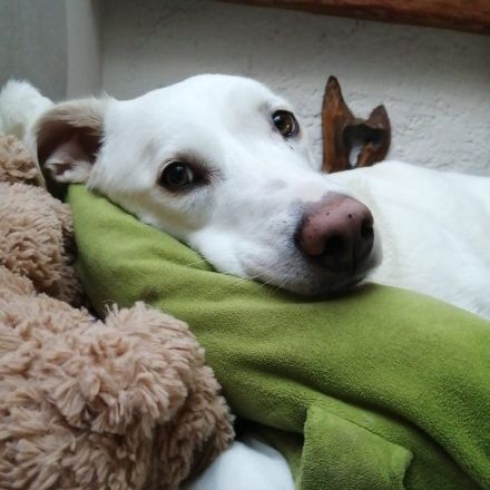 Whity sucht erfahrene Hundemenschen