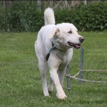 Whity sucht erfahrene Hundemenschen