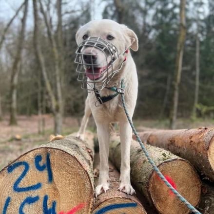 Whity sucht erfahrene Hundemenschen