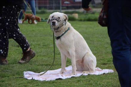 Whity sucht erfahrene Hundemenschen