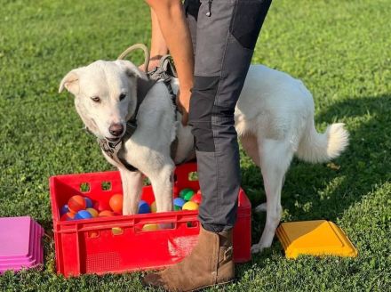 Whity sucht erfahrene Hundemenschen