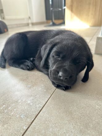 1x schwarzer Labrador-Welpe - Letzte Chance!