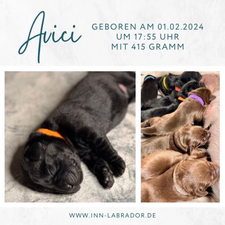 1x schwarzer Labrador-Welpe - Letzte Chance!