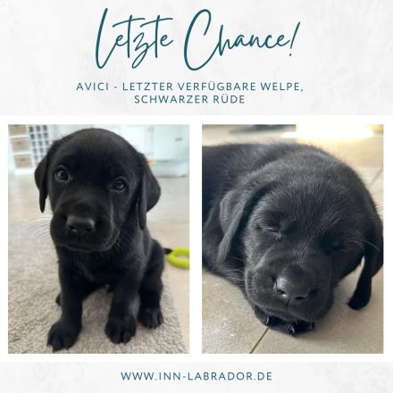 1x schwarzer Labrador-Welpe - Letzte Chance!