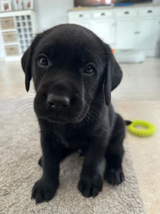1x schwarzer Labrador-Welpe - Letzte Chance!