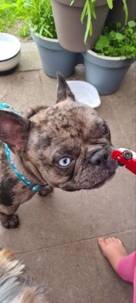 Französische Bulldogge