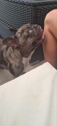 Französische Bulldogge