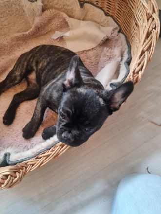 Französische bulldogge