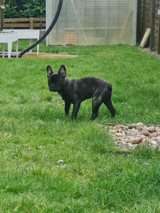 Französische bulldogge