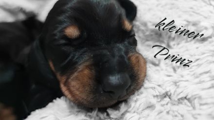 3 süße Dackelwelpen suchen ihr zu Hause