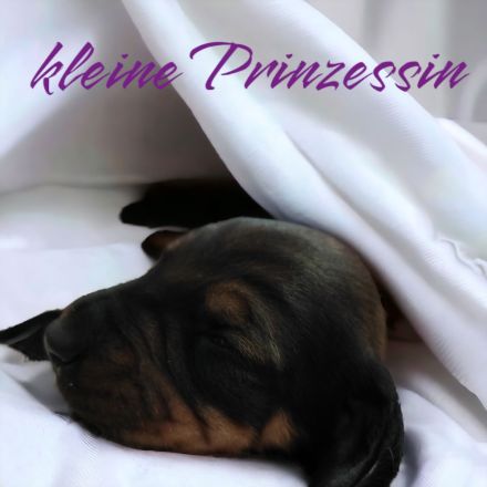 3 süße Dackelwelpen suchen ihr zu Hause