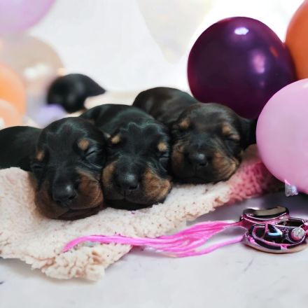 3 süße Dackelwelpen suchen ihr zu Hause