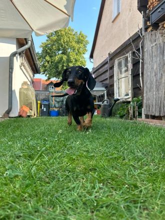 3 süße Dackelwelpen suchen ihr zu Hause