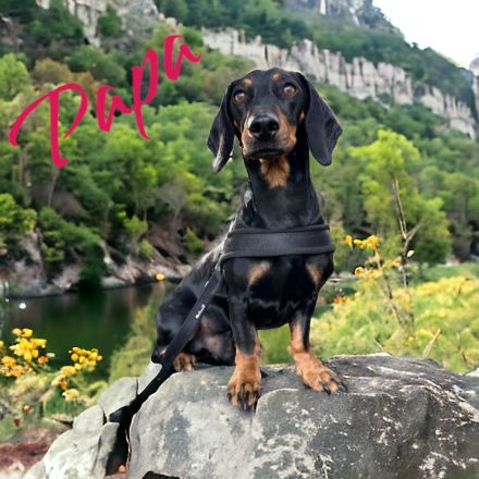 3 süße Dackelwelpen suchen ihr zu Hause